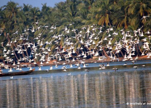 Kadalundi Bird Sanctuary 49km, 1h 41min